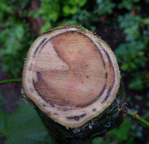 Verticillium