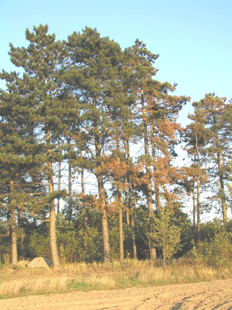 Sphaeropsis