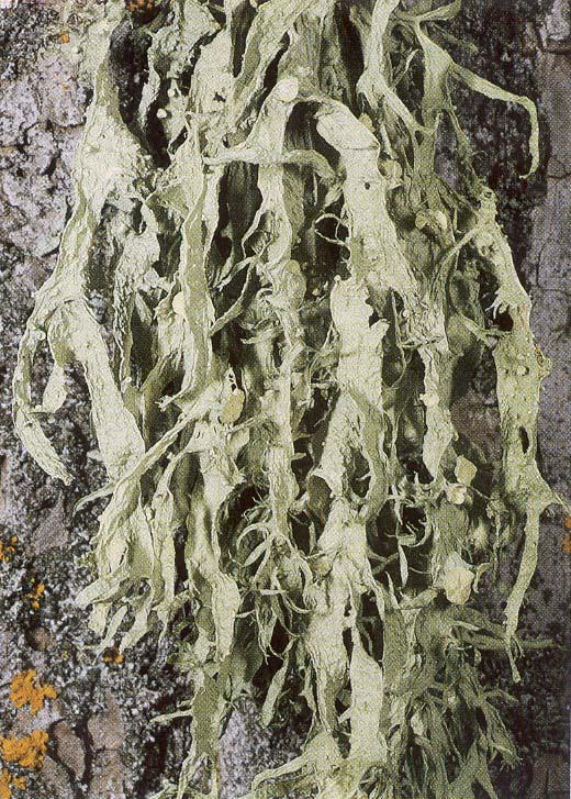 Ramalina