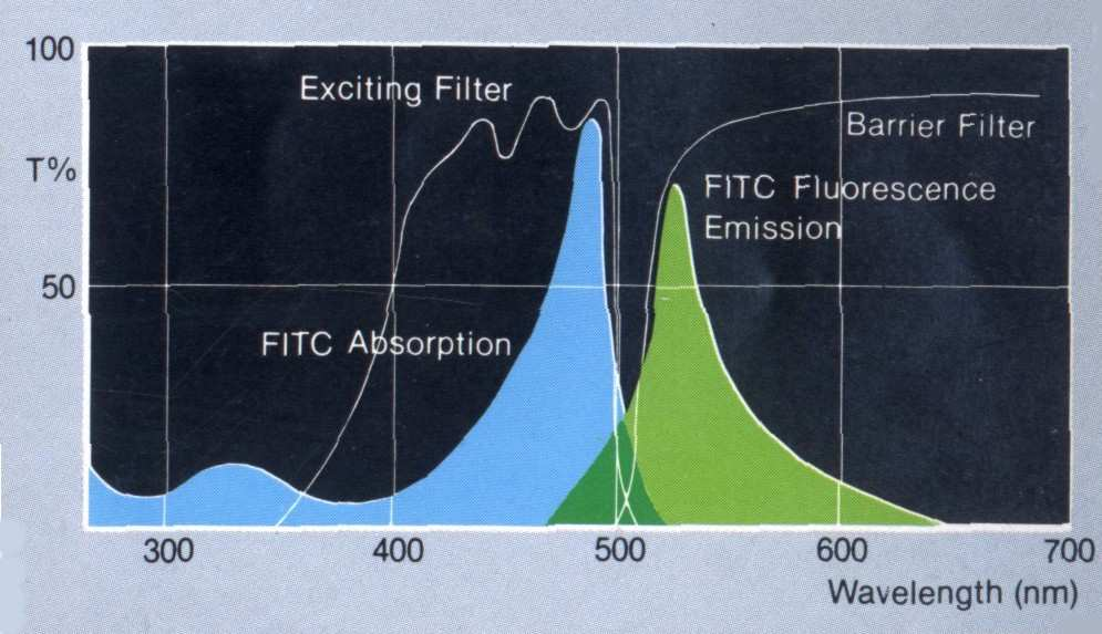 HCl) - exitace 372 nm (fialová) - emise 456 nm (modrá) Příklad