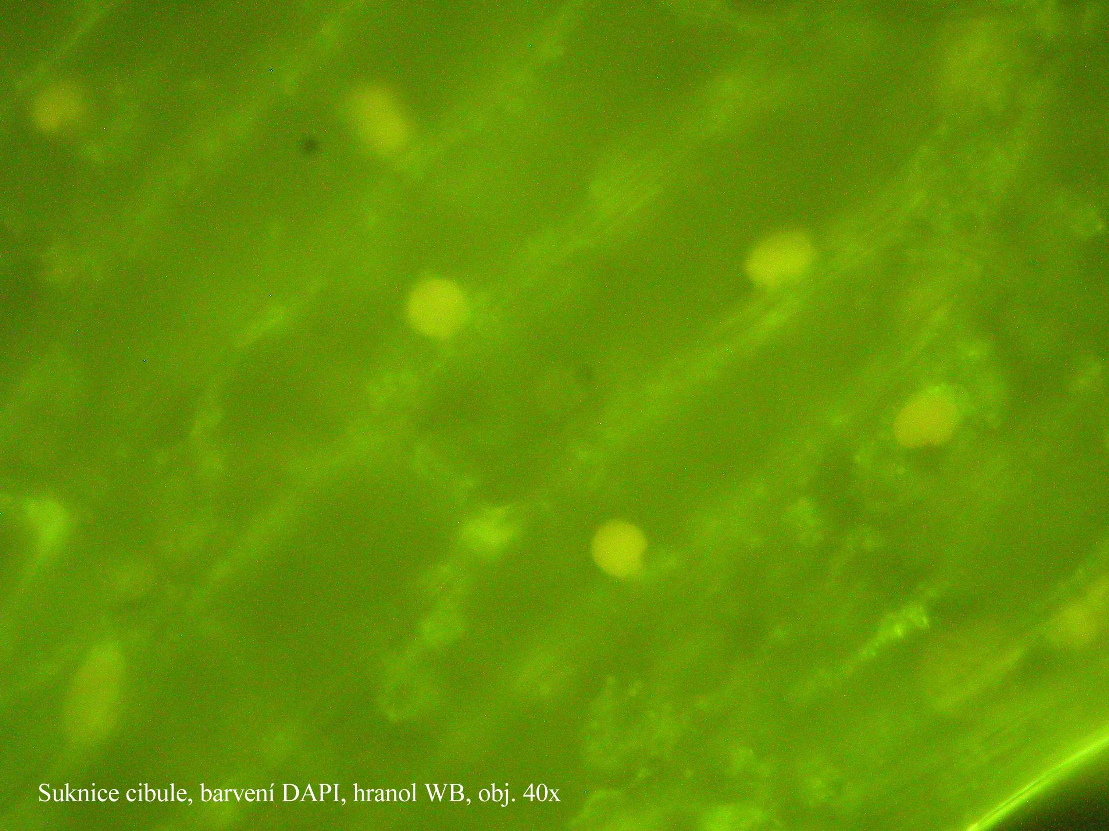 Sekundární fluorescence