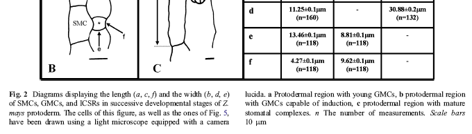 Ontogeneze průduchů u kukuřice (SMC stomatal mother cell, ICSR