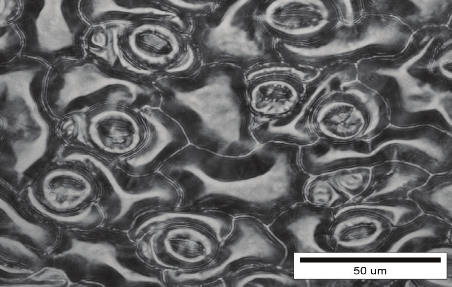 Stomatal clusters were formed also in absence of the inert gas component