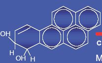 BIOTRANSFORMACE