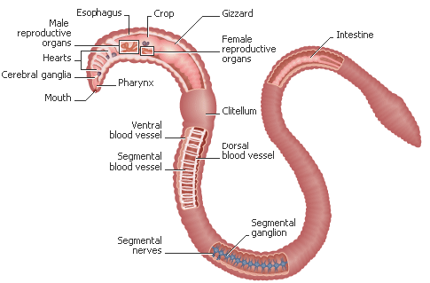 TESTY EKOTOXICITY Podle délky trvání testu a