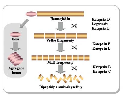 Literární úvod 1.3 Hemoglobin jako hlavní zdroj živin klíšťat a krevniček Obživa klíštěte rodu Ixodides a krevničky rodu Schistosoma je zajištěna příjmem hemoglobinu z krve hostitele.