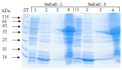 Výsledky 4.2 Katepsin D ze Schistosoma mansoni (SmKatD) 4.2.1 Příprava rekombinantního SmKatD Katepsin D z krevničky S.
