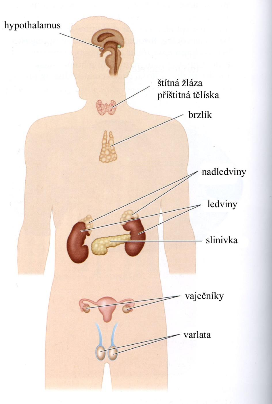 Sexuální rozdíly vlivem sekrece hormonů sexuální rozdíly od puberty ( sekrece pohlavních hormonů) Rozdíly ve stavbě a složení