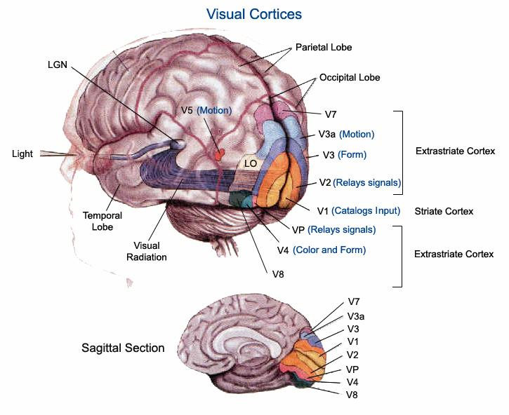 Lidský vizuální systém je funkčně popsaný spojením sítnice a oblastí mozku (zrakové dráhy). Zvláštní význam pro vnímání a pro pohyby očí mají tyto struktury.