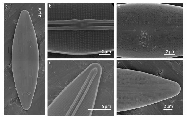 Obr.5 Frustulia rhomboides sensu lato (SEM).