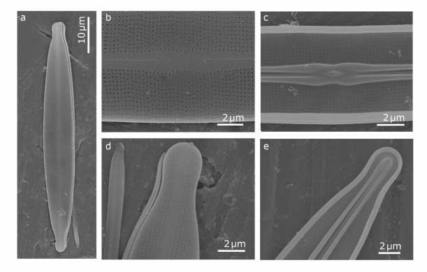 4.4.3. F. cf. magaliesmontana Cholnoky (Obr.4 q-r, Obr.