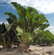 Česká zemědělská univerzita v Praze Fakulta agrobiologie, potravinových a