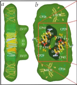 Anténní systém fotosystému II Anténní pigmenty/rc: 99 Chlorofylů 71 Chl-a + 28 Chl-b 25 Karotenoidů LHCII CP29 CP26 CP24 CP43 CP47 24a