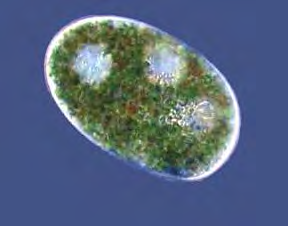 Nassula starobylá linie