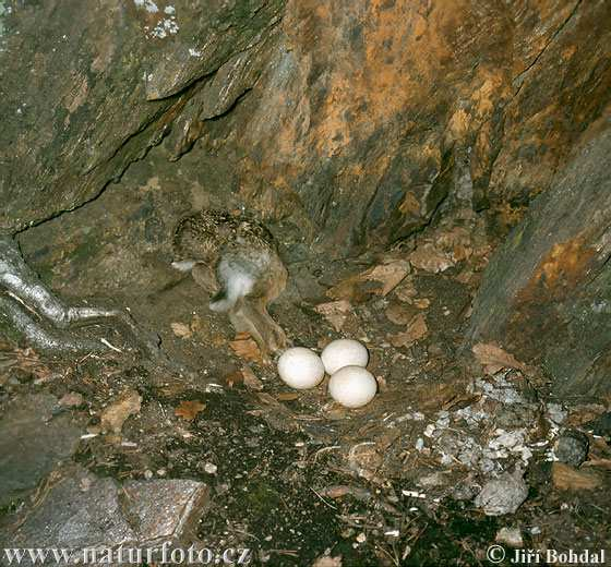 Výr velký (Bubo bubo) hnízdí na těžko dostupných skalních místech nebo v dutinách stromů tok začíná v prosinci nebo lednu