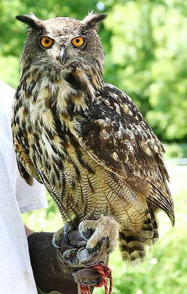 Výr velký (Bubo bubo) loví od západu do východu slunce kořist neuchopí v letu, ale na zemi nebo na stromě potrava: velmi různorodá