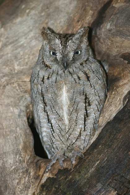 Výreček malý (Otus scops) čeleď: PUŠTÍKOVITÍ (Strigidae) velký asi jako křepelka, domovem je ve Středomoří v českých zemích se