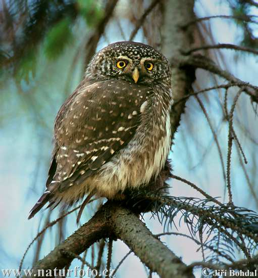 Kulíšek nejmenší (Glaucidium passerinum) čeleď: PUŠTÍKOVITÍ (Strigidae) silně ohrožený druh nejmenší evropská sova obývá