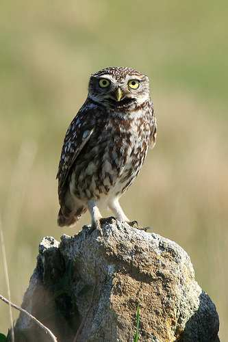 Sýček obecný (Athene noctua) malá sova, váží 130-200 g hnědá hřbetní strana je poseta bílými