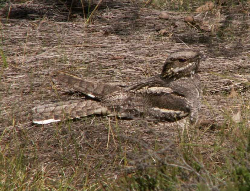 Lelek lesní (Caprimulgus europaeus) čeleď: LELKOVITÍ (Caprimulgidae) silně ohrožený druh nenápadný pták s noční aktivitou velikosti kosa hnízdním prostředím