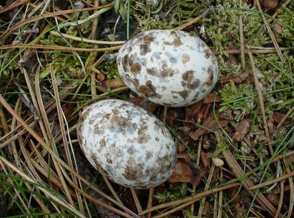 Lelek lesní (Caprimulgus europaeus) hnízdí roztroušeně v celé