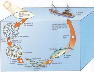 udává na 1 kg ryb je třeba asi 10 kg zooplanktonu 100 kg fytoplanktonu (pouze přibližně) Snižuje se množství
