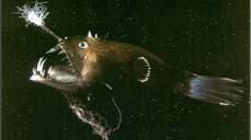 klanonožci Konzumenti makrofyt (spásači vegetace) v mořích velmi omezeně: Sarpa salpa, ježovky 1) Útok na kořist až pokud se