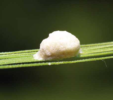 Kohoutek -