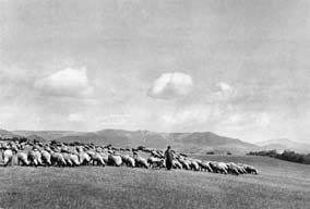 Bača se stádem ovcí na Dlouhém vrchu u Litoměřic. Dlouhodobým pasením byla česká krajina před rokem 1950 silně odlesněna do podoby kulturní stepi.