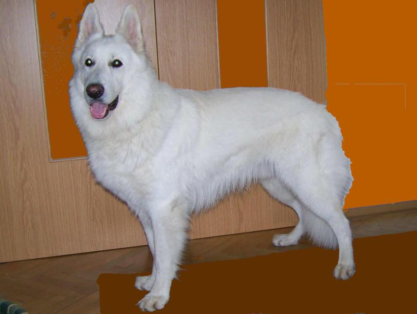 DRKN WHITE ncilia t.č: 2026