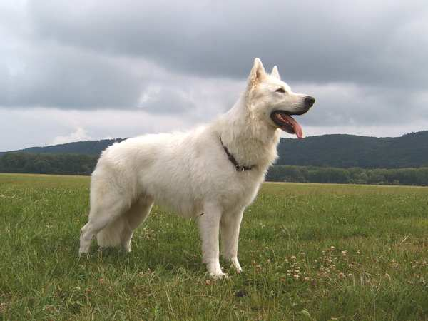Wolfsgehege BGH-II Cevil of Majestics DS 65 0/0 mazon von Feher rany KS 62 0/0 KS 64 0/0 Karola Restinga KS 60 0/0 Hoof Print Fire Onix lpha vom Wolfsblut B King von Wolfsgehege Ernestea-Gioea v.