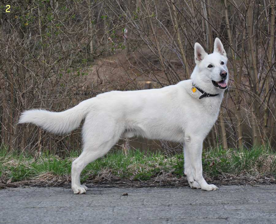 HOI Pett s Wolf t..: 2243 Chovný 16.4.2011-2017 Narozen: 20.4.2009; DKK : 0/0; DLK: 0/0, srst: kr