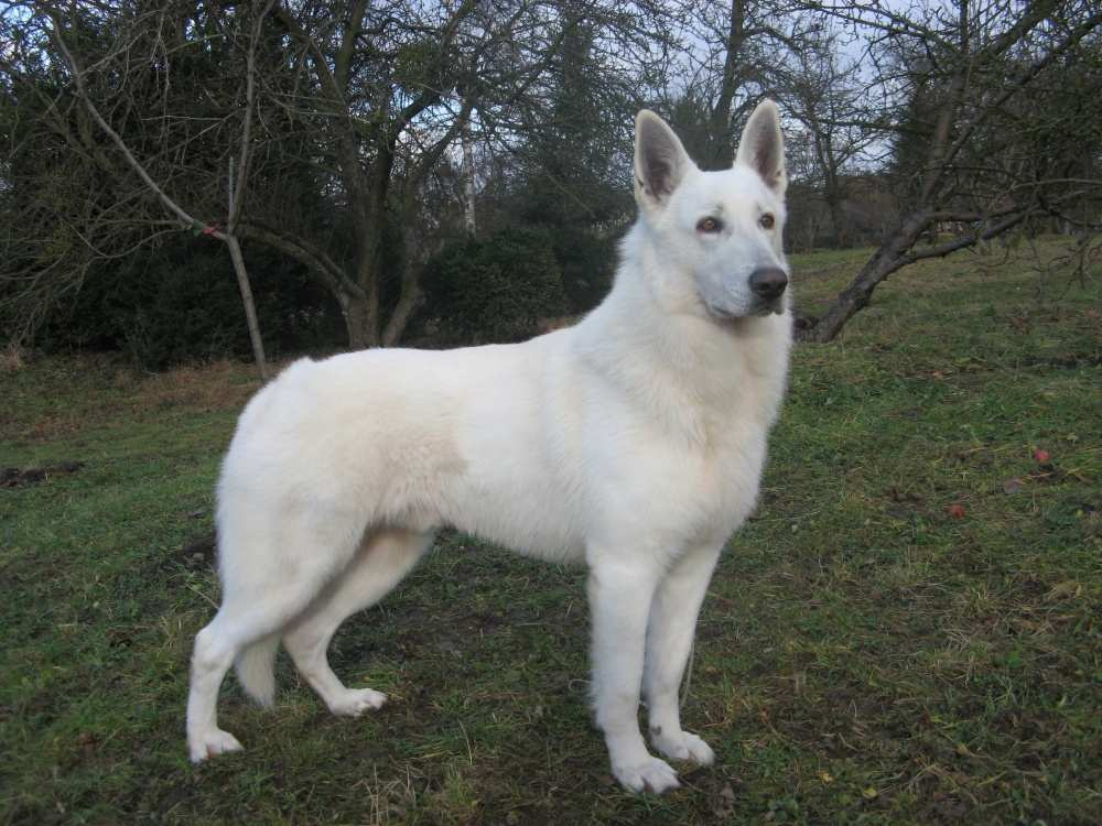 NICO Donnevara t..: 2110 chovný 11.9.2010-2016 