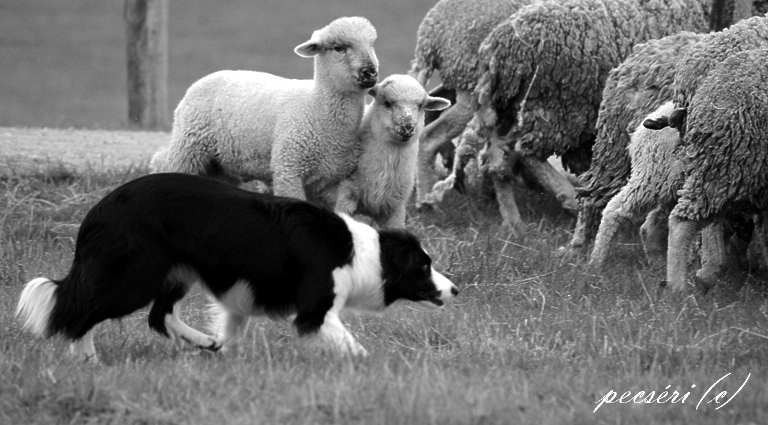tendenci ovci, která se nejvíce vzpouzí, trestat. Někteří psi na ovci, která odvrátí hlavu, zaútočí. To také není dobré, chtějí se mstít a jejich reakce je bezdůvodná.