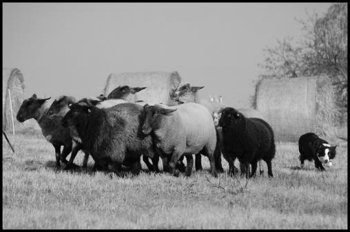 Zvířata Při ZVOP se pracuje s ovcemi. Může se pracovat s ovcemi různých plemen, obvykle s pěti až dvaceti ovcemi. Počet ovcí stanovuje rozhodčí.