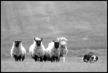 1 - Agresivní chování ke zvířatům. Pes po ovci chňape nebo ji kousne bez předchozího povelu ovčáka, posuzuje se i místo na těle zvířete (přípustné je štípnutí do nohy nebo mulce).