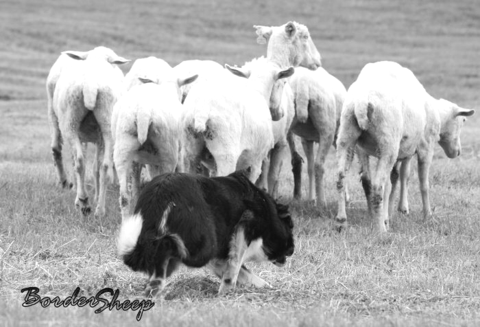 FETCH 20 bodů Ovce musí být k psovodovi přivedeny plynulým tempem a v přímé linii od místa LIFTu, musí přitom projít brankou pro FETCH. Pes nesmí pospíchat, na ovce nadměrně tlačit a vést je cik-cak.