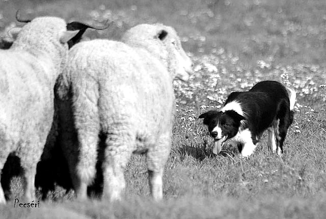 V oblasti pasení nově dle FCI (Radko Loučka zástupce ČR v FCI Herding komisi) V poslední době se toho v oblasti pasení mnoho událo a změnilo.