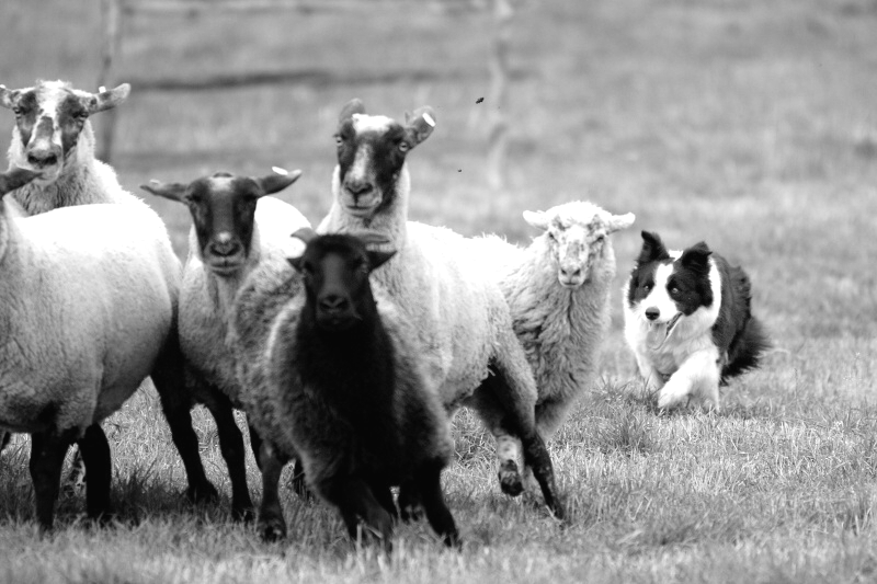 JAK POSUZOVAT OUTRUN Outrun je jedním z nejdůležitějších cviků, které by měl ovčácký pes při pasení ovcí zvládnout. Znamená výběh k ovcím.