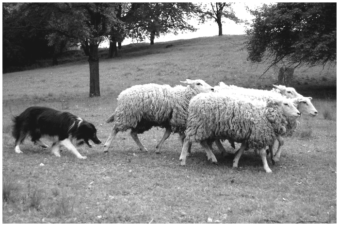 Fetch končí, když ovce obejdou ovčáka tak, aby se vydaly přímým směrem k první drivové brance. Za fetch lze získat dvacet bodů.