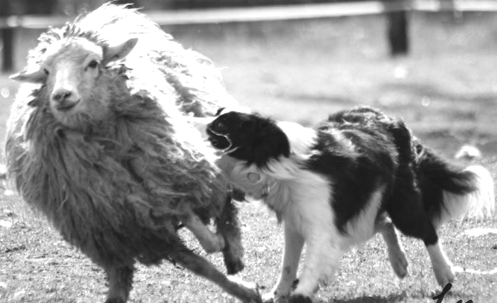 Pokud pes vyfasoval skupinu ovcí, ve které je nějaká potížistka, měl by to rozhodčí poznat a podle toho jeho práci posuzovat.