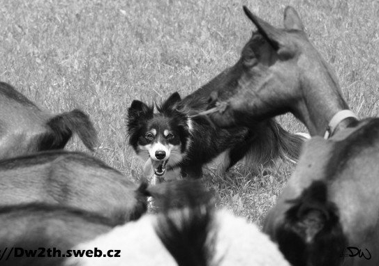 cizího psa. (8) Zvířata v jedné skupině smí být pasena (manipulována) bez přerušení maximálně 35 minut. Během této doby se u nich mohou vystřídat maximálně 4 psi.