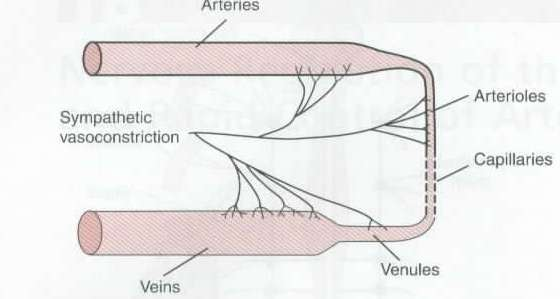 Sympatikus a cévy inervuje celou část řečiště mimo kapiláry konstrikce