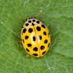 axyridis Obr.