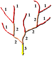Strahler Řády toků - Strahler 1. Všechny vnější úseky sítě mají Strahlerův řád 1. 2.