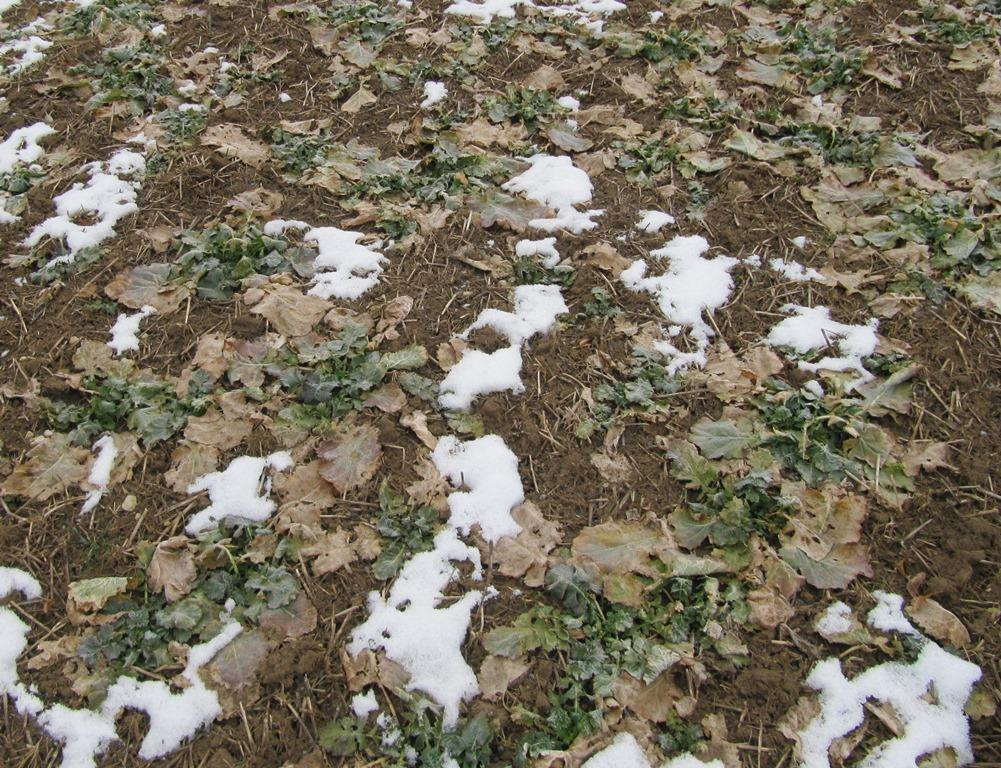 Obr. 1 : Porost řepky po zimě (foto Růžek) Hnojení dusíkem porostů napadených virózami a se slabými rostlinami Největší rozdíly ve využití dusíku z aplikovaných minerálních hnojiv rostlinami budou