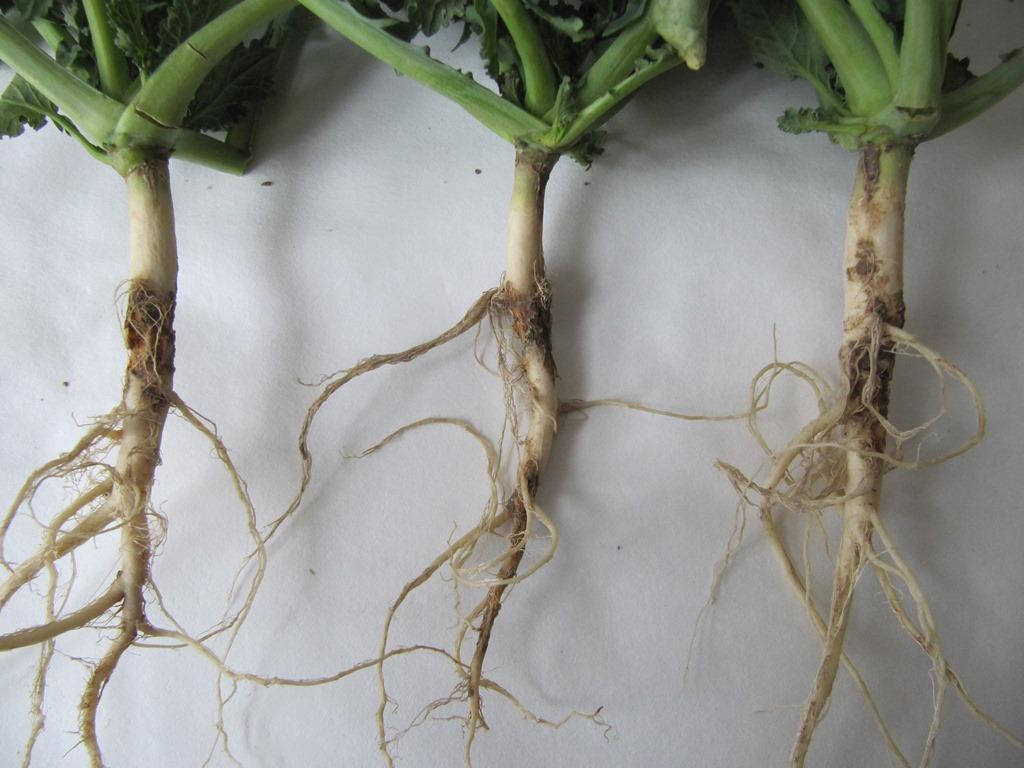 srážkách transportována ke kořenům rostlin (močovina, UREA stabil, močovina se sírou). Při dobré povrchové struktuře půdy a její ph nad 6 je možné doporučit také hnojivo DASA.