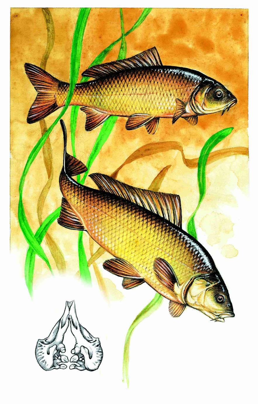 Cyprinus