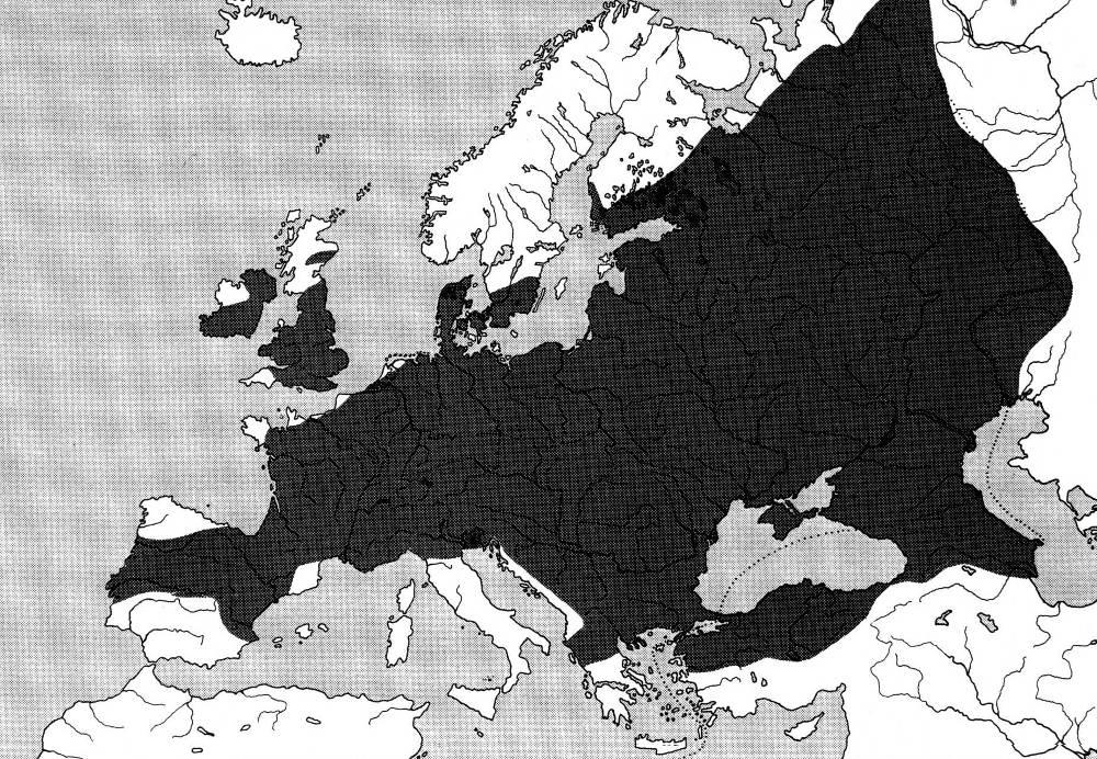 Gobio gobio hrouzek obecný Romanogobio kesslerii hrouzek