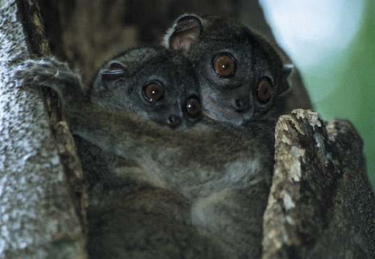 Nahoře: Lepilemur septentrionalis je výhradně noční lemur. Den prospí v korunách stromů, nejčastěji v hustém větvoví nebo v dutině kmene.